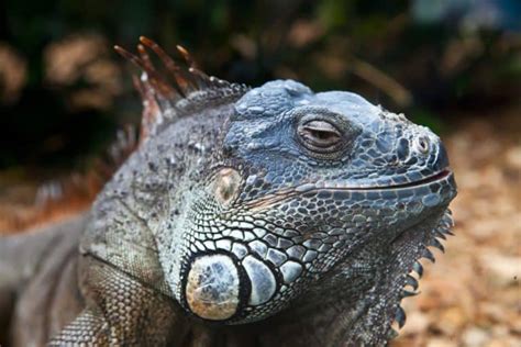Mastering the art of stealth: Approaching the iguana without scaring it away