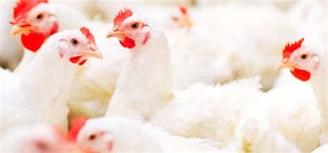 Maximizing Profit and Overcoming Potential Challenges in Poultry Farming