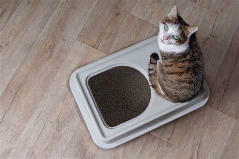 Minimizing Cat Litter Tracking: Tips and Tricks for a Cleaner Floor