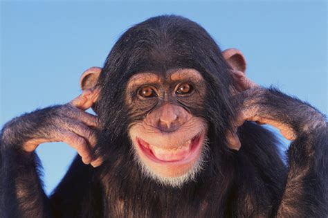 Monkeys: Intelligence, Playfulness, and Mischievousness