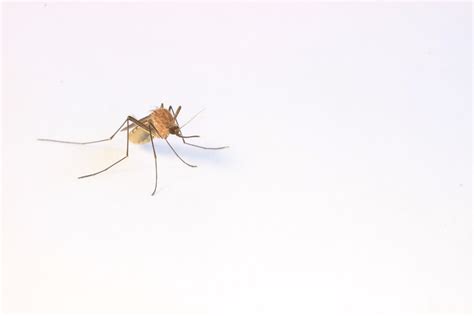 Mosquitoes in Dream Analysis: A Symbol of Annoyance and Irritation