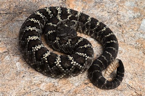 Mysterious Encounters: Black Rattlesnakes in Native American Beliefs