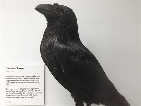 Myth and Legend: Ancient Beliefs Surrounding the Raven