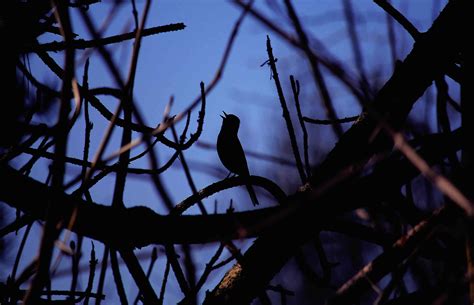 Nighttime Serenade: The Mysterious Songs of Nocturnal Birds