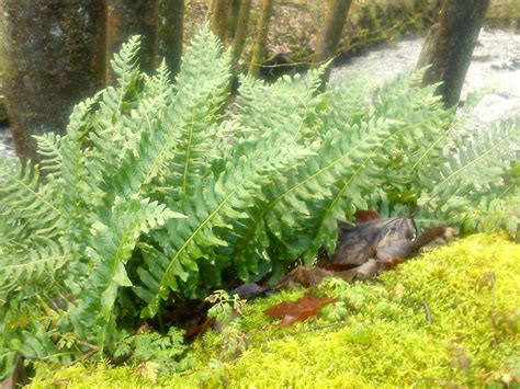 Nurturing Dreams: The Care and Cultivation of Ferns