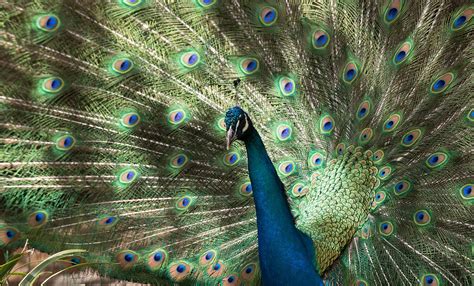 Nurturing Nature's Jewel: The Habitat and Conservation Efforts for the Enchanting Azure Peafowl