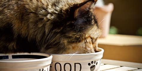 Nurturing Your Feline's Growth: Tips for Raising a Content and Healthy Pet