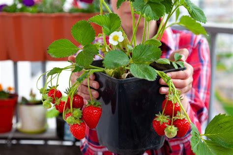 Nurturing Your Strawberry Plants for Optimal Growth