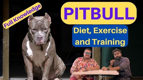 Nurturing a Healthy and Happy Pitbull: Diet, Exercise, and Healthcare