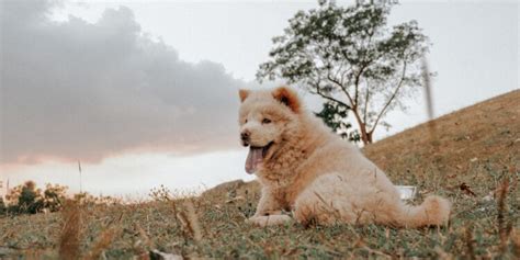 Nurturing and Training Your Majestic Ivory Canine