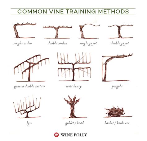 Optimal Approaches for Pruning and Training Grape Vines