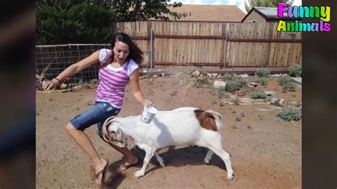 Overcoming Fear: Dealing with Nightmares of Goat Attacks