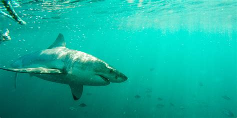 Overcoming Fear: Tips for Confronting Shark Dreams