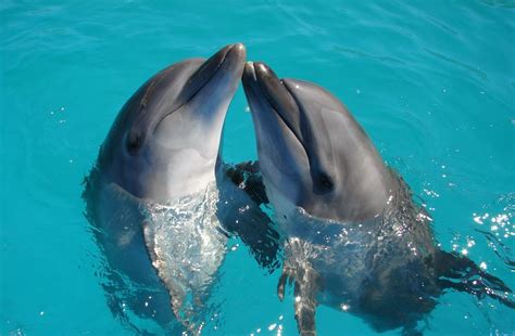 Parenting 101: The Unbreakable Bond between Juvenile Dolphins and Their Maternal Figures
