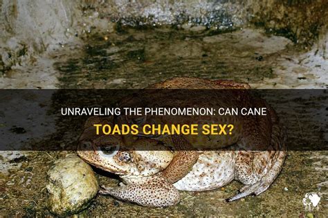Personal Reflection: Stories of Individuals and Their Profound Encounters with the Enigmatic Cane Toad Phenomenon