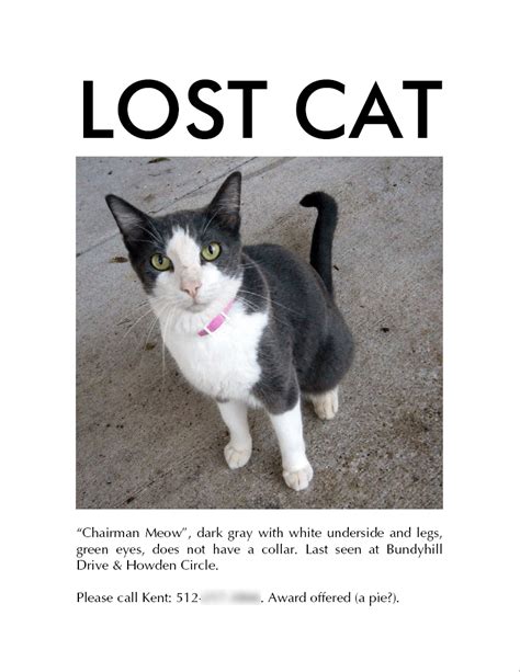 Places to Look for a Missing Feline Companion