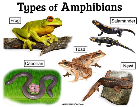 Positive and Negative Symbolism of Amphibians and Rodents