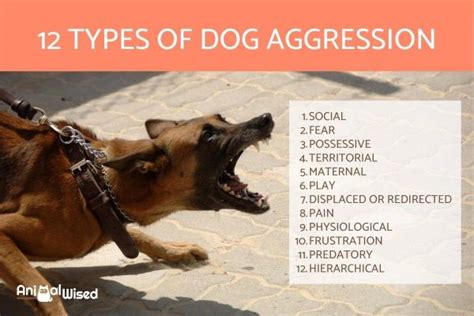 Possible Psychological Interpretations of Nightmares Involving Canine Aggression