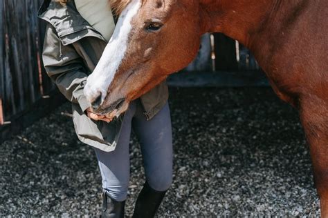 Practical Advice: Coping Strategies for Dealing with Nightmares of Equine Assault