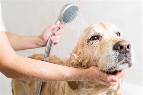 Practical Advice for Maintaining Your Canine Companion's Hygiene