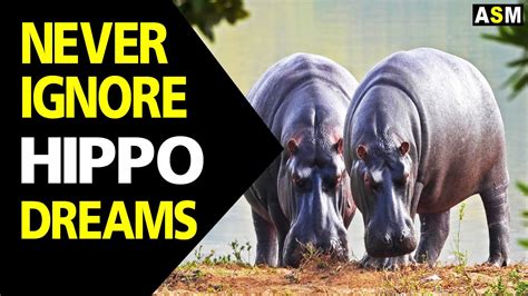 Practical Applications: Harnessing the Power of Hippo Dream Analysis for Personal Growth