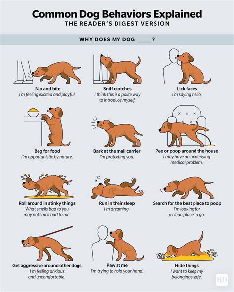 Practical Guide: Managing Canine Behavior of Tongue Interaction with Human Feet