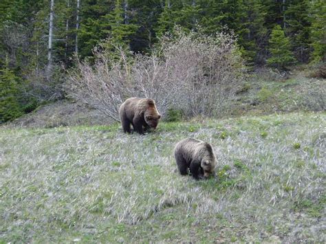 Practical Steps to Addressing the Emotional Impact of the Bear Encounter