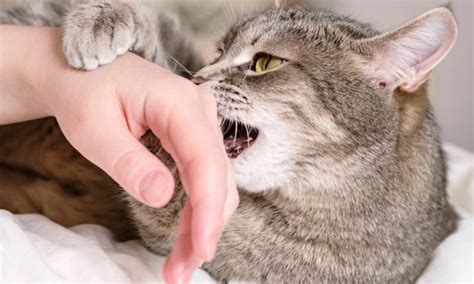 Practical Steps to Apply the Significance of Cat Bite Dreams towards Personal Development