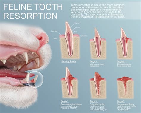 Practical Tips for Analyzing and Interpreting Your Feline Incisor Dreams