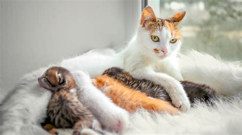 Practical Tips for Analyzing and Reflecting on Feline Birthing Dreams