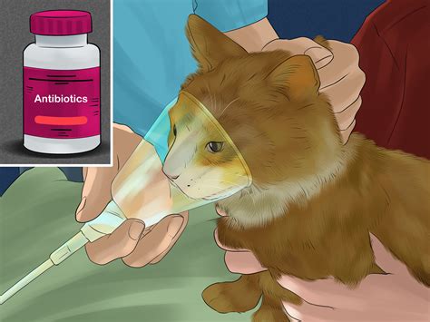 Practical Tips for Reflecting on and Interpreting Feline Regurgitation Dreams