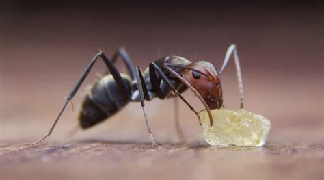 Practical Tips for Understanding and Incorporating Ants and Sugar Dreams into Everyday Life