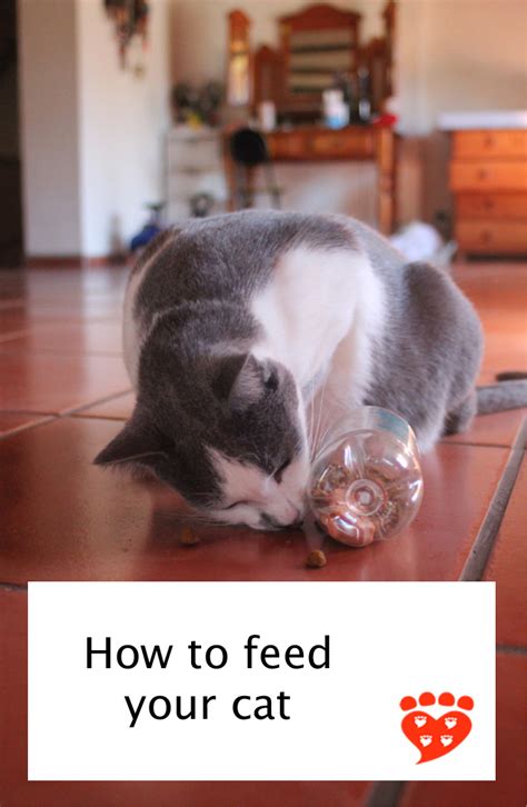 Prep Your Feline Companion's Meals in Advance