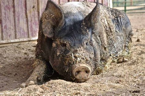 Preparing Your Home for a Pig: Creating a Pig-Friendly Environment