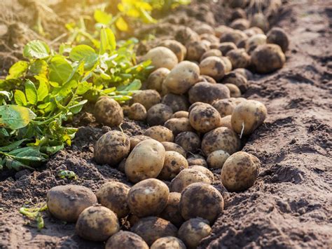 Preserving Your Bountiful Yield: Techniques and Methods to Safeguard Your Potato Harvest