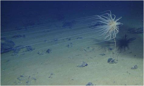 Preserving the Fragile Ecosystems of the Abyssal Ocean