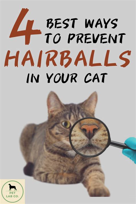 Preventing Hairball Nightmares: Practical Ways to Reduce Discomfort