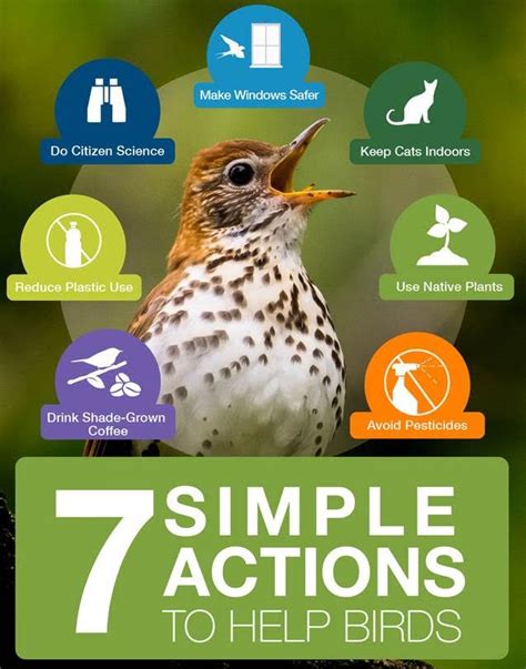 Protecting Birds: The Vitality of Conservation and Advocacy
