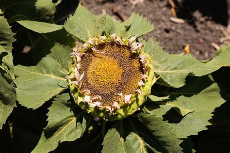 Protecting Sunflowers from Pests and Diseases