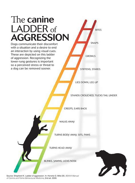 Psychological Analysis of Canine Aggression in Dreams