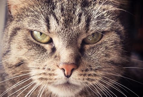 Psychological Insights into Dreams Involving Feline Aggression