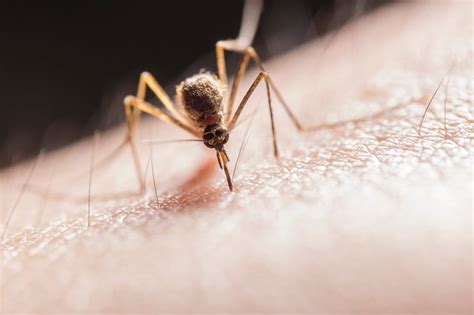 Psychological Therapy and Dream Analysis: Exploring the Meaning Behind Mosquito Bites for Self-Discovery