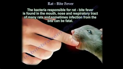 Rat Bites: A Metaphor for Betrayal and Deception