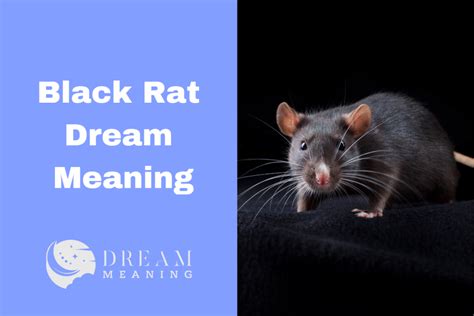 Rat Infestation in Dreams: Uncovering the Significance of Numbers