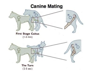 Reasons Behind Experiencing Canine-Induced Nips on Intimate Areas