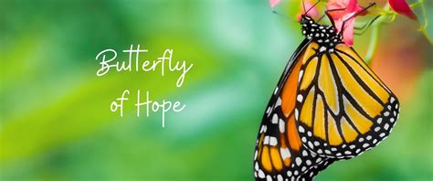Rebuilding shattered butterflies: Discovering hope and rejuvenation