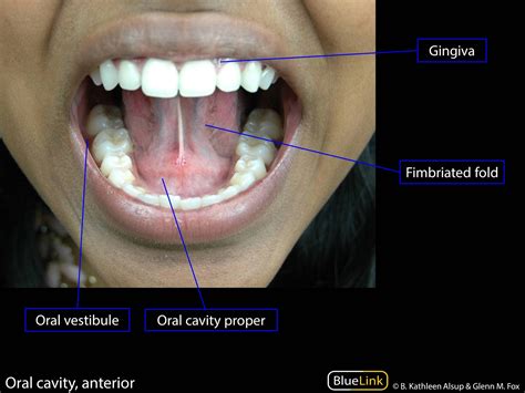 Recognizing the Indications of a Hirsute Oral Cavity