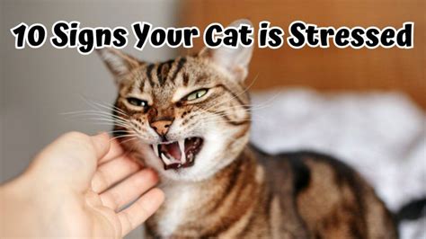 Recognizing the Indicators of Disturbing Feline Slumber: A Handbook for Cat Owners