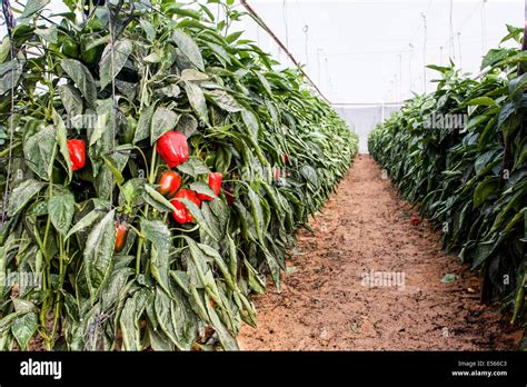 Red Pepper: From Farm to Table - Ensuring Quality and Sustainability