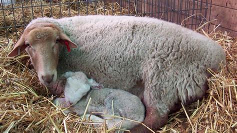 Reflecting on the Wonder of Life: Insights Gained from Observing a Newborn Cattle's Arrival